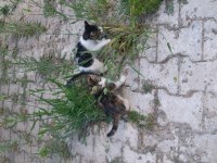 2 aylık kardeş kediler ömürlük yuvalarını arıyor