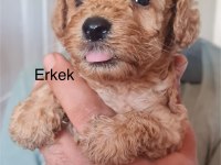 Toy poodle bebekler iki aylık