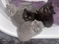 Tüy yumağı scottish fold bebeklere yuva