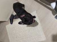 1 yaşında oyuncu french bulldog