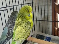 Jumbo muhabbet kuşu yavrular