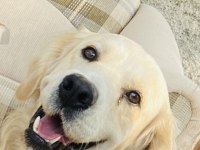 Eğitimli AŞILARI TAM KİMLİKLİ ÇİPLİ GOLDEN