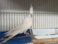 Albino yavru bilezikli sultan papağanı