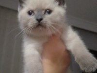 Sahiplendirme british longhair