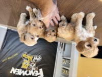 Bu yavrular kaçmaz Maltipoo bebekler teslime hazır ank 