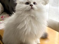 75 Günlük Biblo Gibi Yavru Scottish Fold