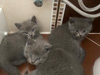 Koca kafa scottish fold bebekler her renk her ırk mevcut