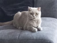 Scottish fold 8 aylık