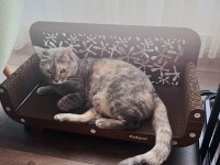 Bu Masum Tekir Kucak Kedisine Yuva Olur Musunuz?