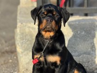 Üst Kalite Rottweiler Yavrularım