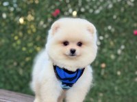 Pomeranian Boo köpeği