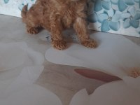Toy Poodle Yavrular Aile Ortamından