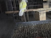 Cennet ve Sevda Papağanı
