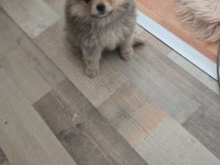 Bu kalite köpeğimizi görmeden geçme!