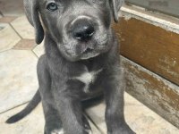 CANE CORSO YAVRULARIMIZ