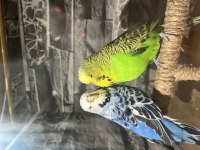 GENÇ SAĞLIKLI SHOW JUMBO TAKIM MUHABBET KUŞU