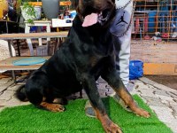 1 buçuk yaşındaki aktif erkek rottweiler