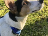 Jack russell kızımız yuva arıyor