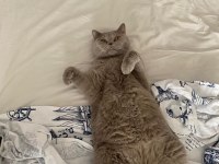 ÜCRETSİZ SAHİPLENDİRME KEDİMİZ