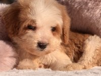Mini Labradoodle Yavrular