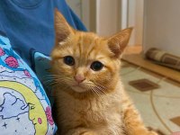 Golden British shorthair erkek yavru