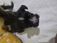 Tüysüz çin köpeği yorki mix tüy dökmez anne baba 3 kg