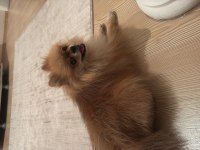 Pomeranian boo köpeğimiz