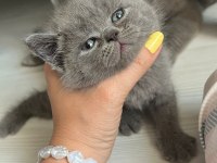 Safkan british shorthair yavru