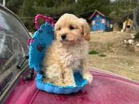 Maltipoo bebeklerim tüy dökmez koku yapmaz