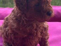 EV ORTAMINDA BÜYÜYEN TOY POODLE BEBEKLER