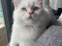 British longhair kedimiz için açıklamayı okuyunuz