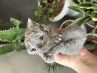 British shorthair kedisi