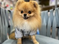 1 Yaşında Show Kalite Pomeranian Boo Gama