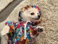 Eğitimli Pomeranian 8 Aylık Erkek