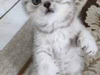 Birbirinden güzel 4 sevimli yavru kedimiz