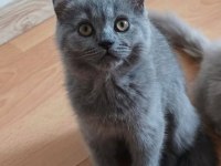 BAKMADAN GEÇMEYİN BRİTİSH KEDİMİZE