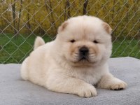 chow chow bebekler