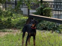4 aylık yavru doberman aşıları tam kuyruk estetikli