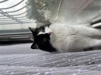 ACİL ÜCRETSİZ 2 YAŞINDA KEDİMİZ