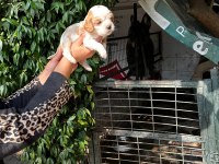 Irk sağlık garantili cavalier king charles bebek köpekleri