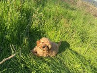 2 AYLIK TOY POODLE