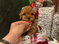 Toy poodle aşıları tam