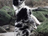Merle border collie yavrular hazır