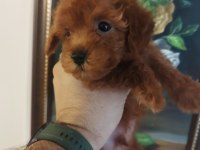 RED BROWN ÜST KALİTE TOY POODLE KOREKAN YAVRULAR