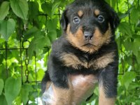 Big rottweiler yavrular