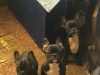 Fransız bulldog yavru köpekler