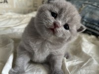 British Shorthair Lilac (Ücretsiz)
