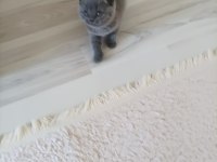 British shorthair dişi