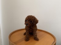 Teacup Kore Poodle Redbrown Yavrum