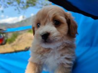 0 numara maltipoo